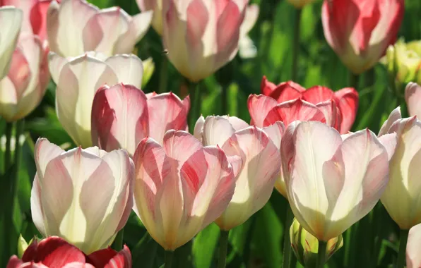Macro, light, tulips, buds