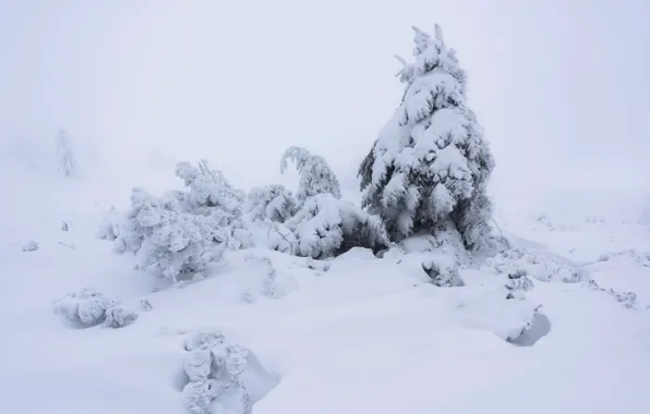 Picture winter, snow, spruce