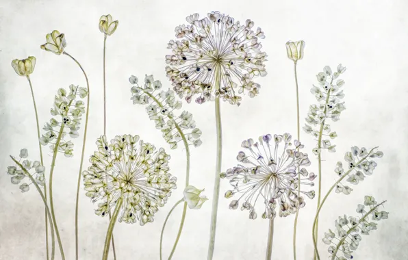Macro, style, herbarium, Allium