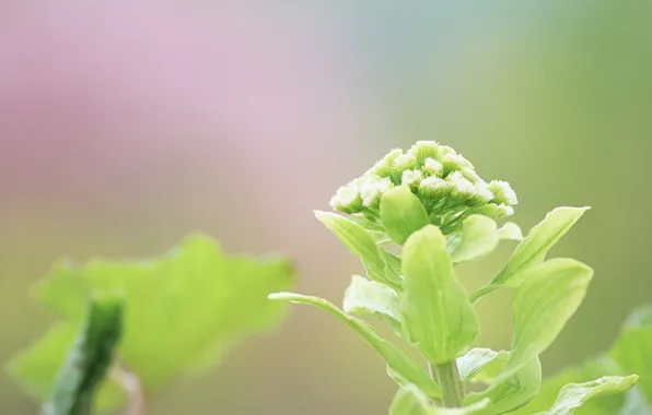 Summer, leaves, green, leaves