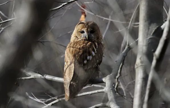 Picture forest, nature, branch, Owl