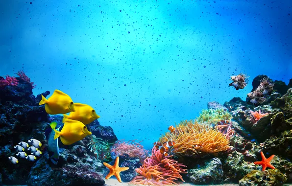 Picture underwater world, underwater, ocean, fishes, tropical, reef, coral, coral reef
