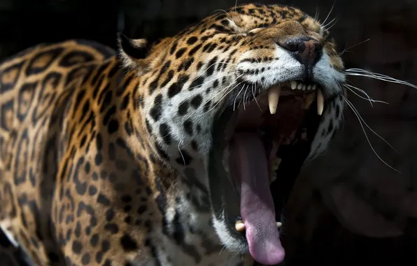 Face, nature, Jaguar