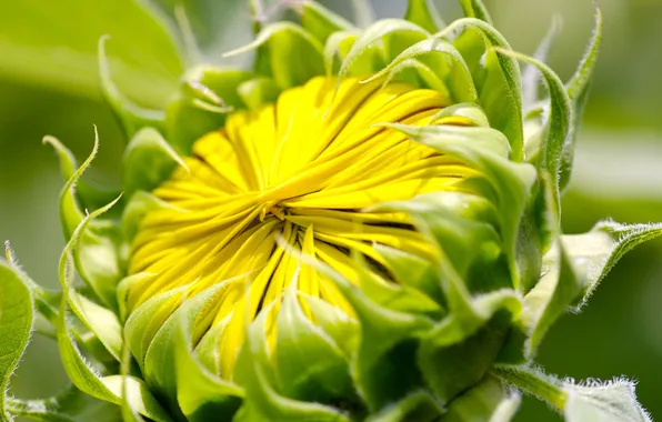Picture flower, yellow, petals, Bud