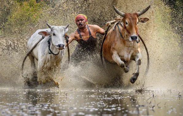Race, sport, bulls