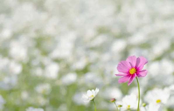 Field, flower, macro, flowers, nature, pink, glade, spring