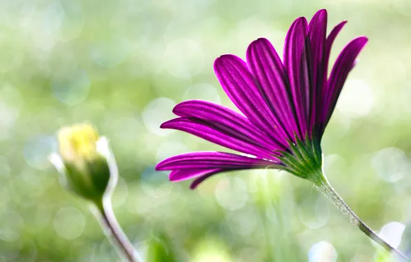 Picture macro, flowers, pink, flower