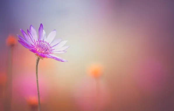 Picture flower, bokeh, petals, stalk