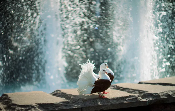Water, light, birds, glare, border, pair, pigeons, fountain
