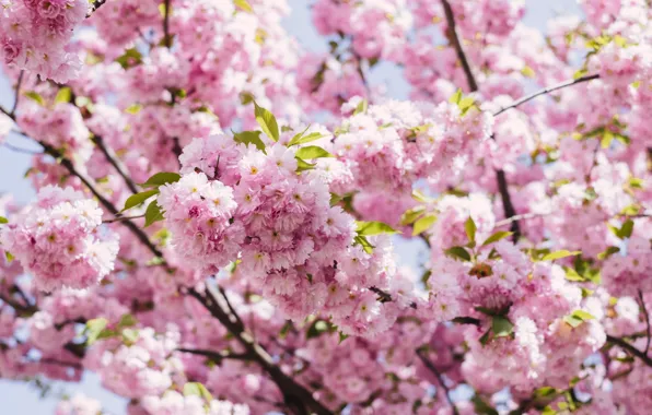 Flowers, Nature, Color, Spring, Flower, Leaves, Plant, Garden