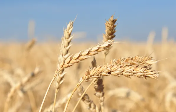 Picture field, autumn, ears