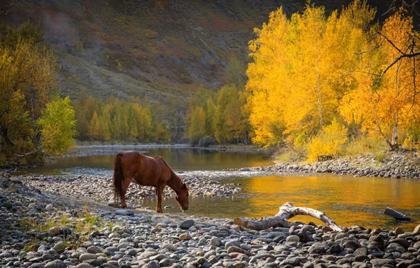 Autumn, forest, nature, stones, horse, shore, horse, drink