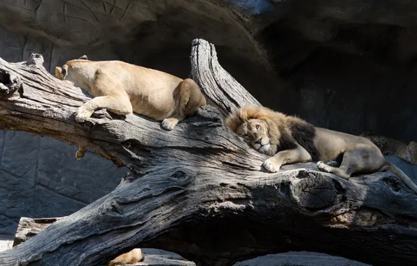 Picture trees, Leo, cave