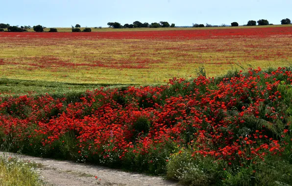 Field, summer, landscape, flowers, nature, Maki, meadow, red