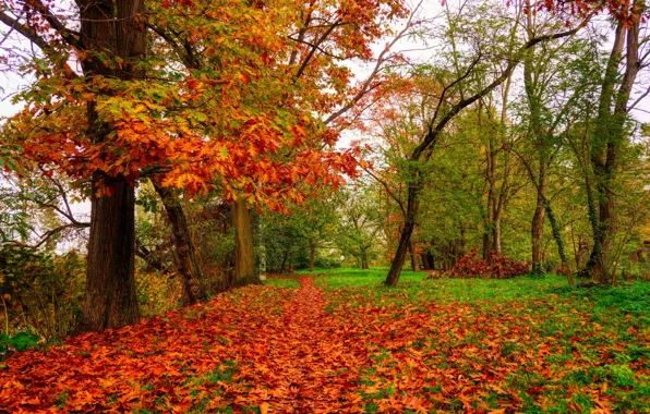 Autumn, trees, branches, Park, glade, foliage, falling leaves, the colors of autumn