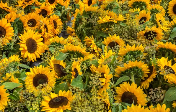 Field, summer, sunflowers