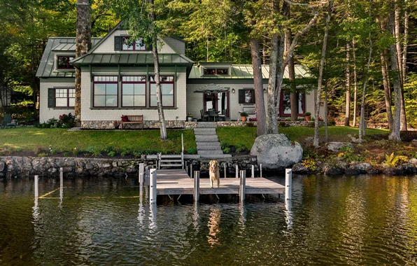 Picture forest, grass, trees, nature, lake, house, dog, plants