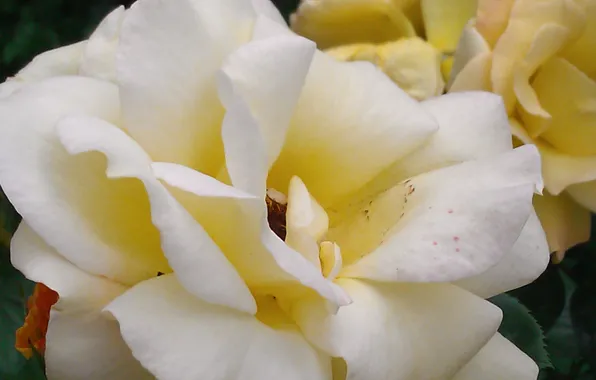 Flowers, nature, roses, white roses