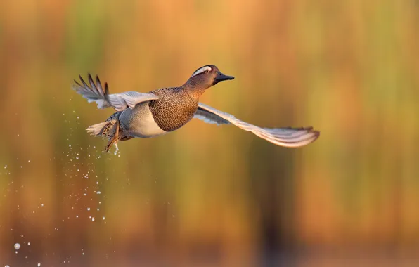 Water, flight, squirt, bird, duck, bokeh, blurred background, flying