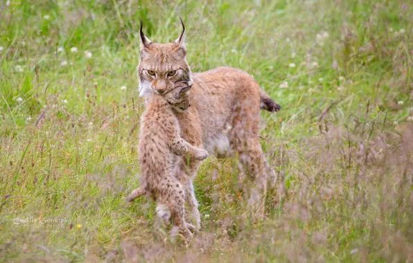 Picture nature, color, walk, weed, cub, lynx, mom