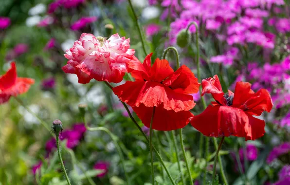 Flowers, Maki, garden, red, pink