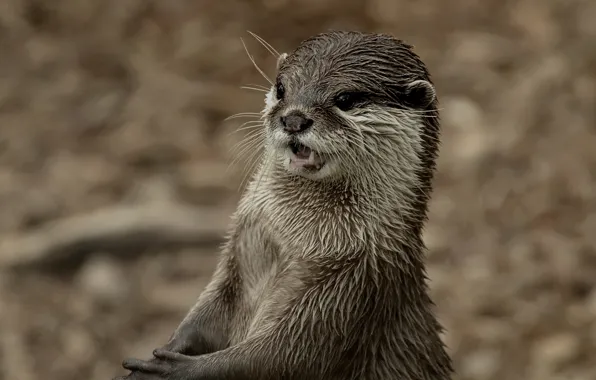 Look, background, muzzle, Otter, Otter