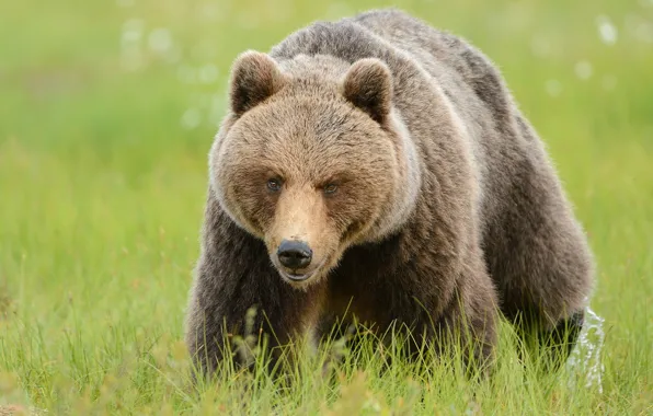Picture greens, summer, grass, look, face, nature, pose, glade