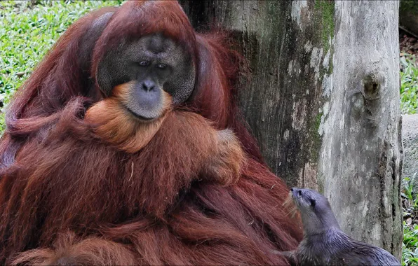 Animals, monkey, friendship, monkey, two, animals, two, friendship