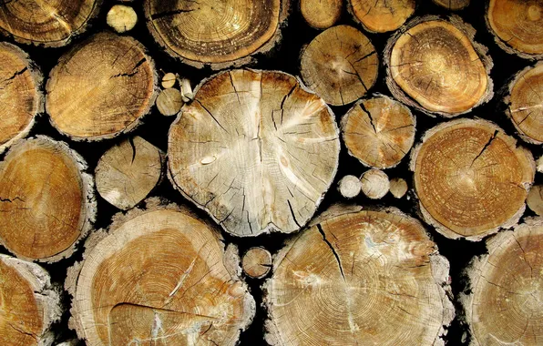 Forest, trees, logs, bark
