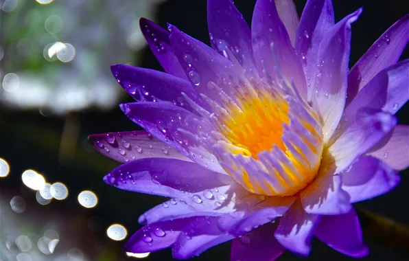 Drops, flowers, Rosa, petals