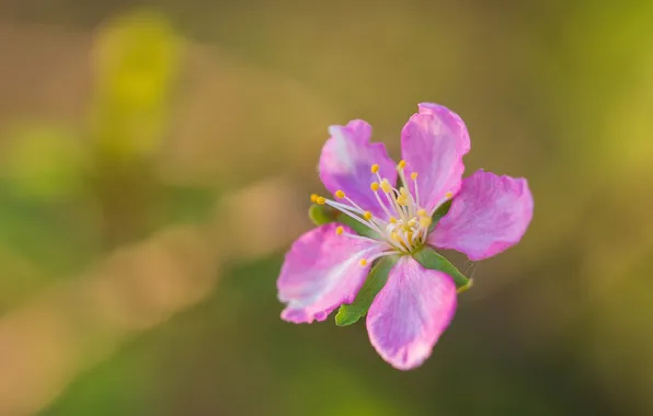 Flowers, nature, petals, stamens