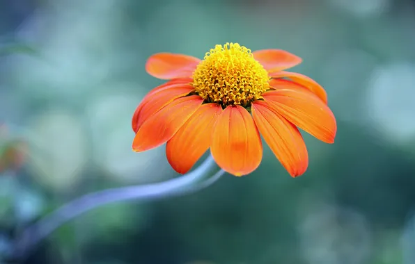 Flower, orange, background, Daisy