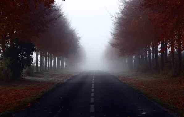Road, forest, trees, fog