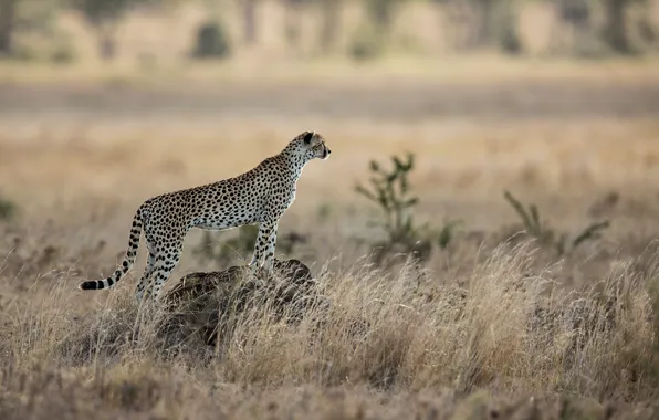 Cat, predator, Cheetah, Savannah, Africa