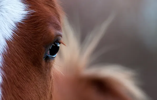 Macro, eyes, horse