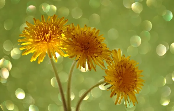 Picture macro, light, dandelion, petals, stem, Blik