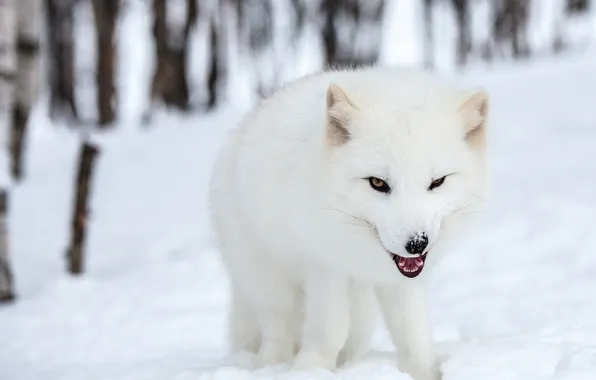 Snow, nature, Polar fox