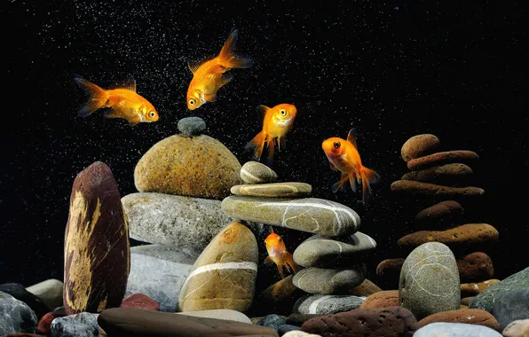 Picture fish, stones, aquarium, gold