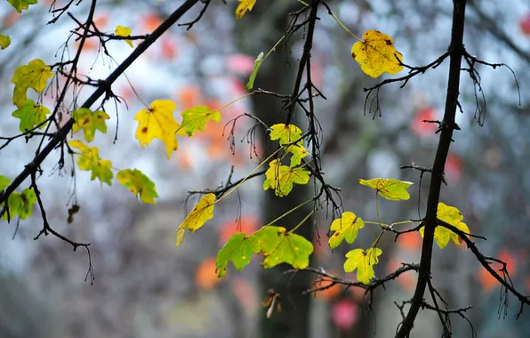 Autumn, leaves, branches