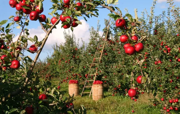 Garden, Apples, barrels, Apple