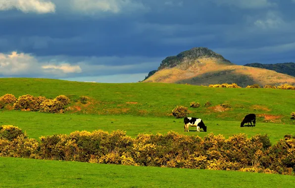 Greens, field, autumn, the sky, clouds, mountains, clouds, blue