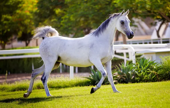 Horse, horse, running, grace, corral, Arab
