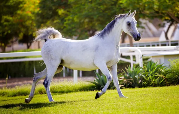 Picture horse, horse, running, grace, corral, Arab