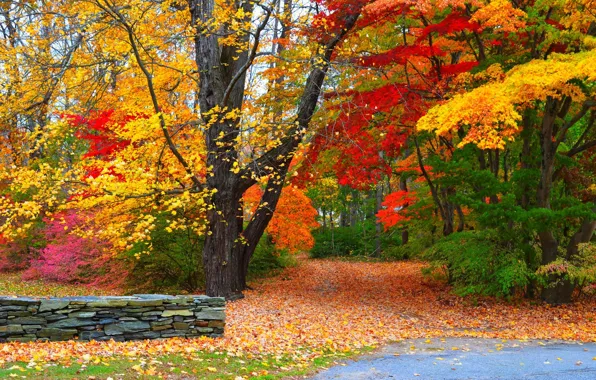 Road, autumn, forest, leaves, trees, nature, Park, colors