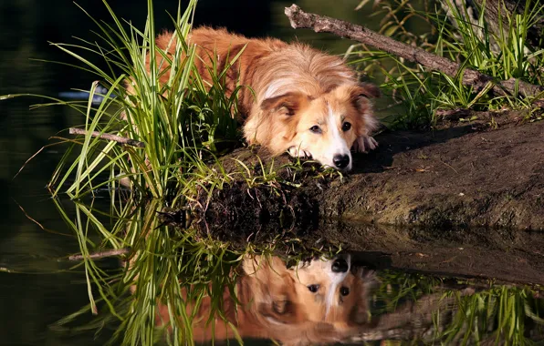 Dawn, the border collie, open-air