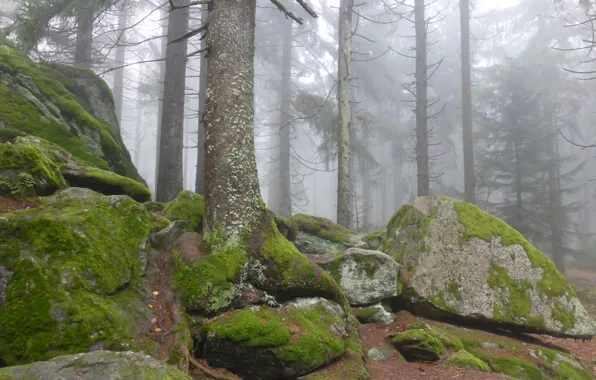 Picture forest, trees, nature, fog, stones, moss