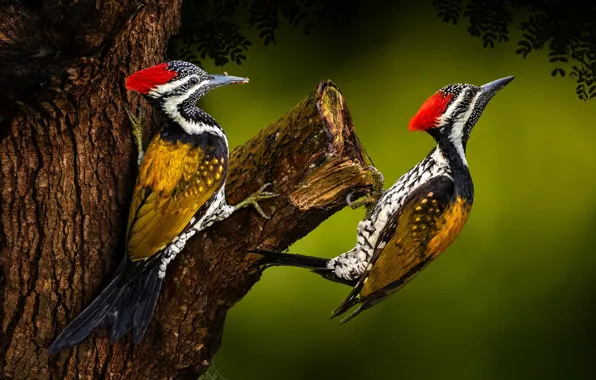 Leaves, birds, tree, treatment, woodpecker, trunk, a couple, green background