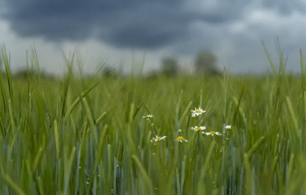 Wheat, field, clouds, chamomile