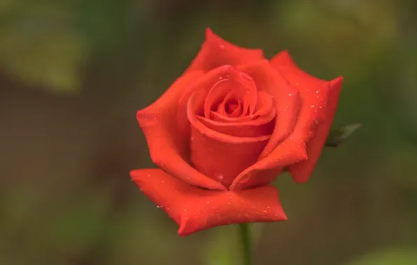 Picture macro, background, rose, Bud, red, scarlet