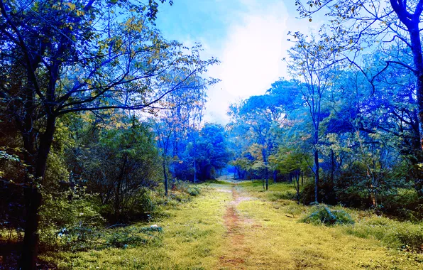 Sky, Grass, Dawn, Morning, Cloud, Forest, Trees, First Light